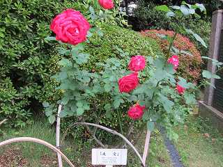20131109-026.jpg