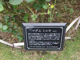 20131109-033.jpg