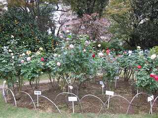 20131109-027.jpg
