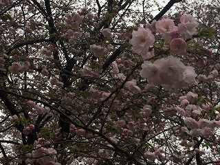 20150404-013.jpg
