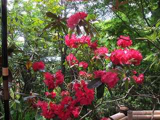 20150502-001.jpg