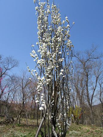 20160412-083.jpg
