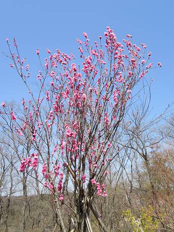 20160412-084.jpg