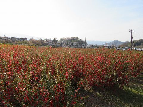 20160412-199.jpg